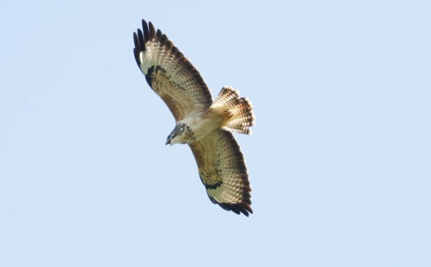 Buizerd